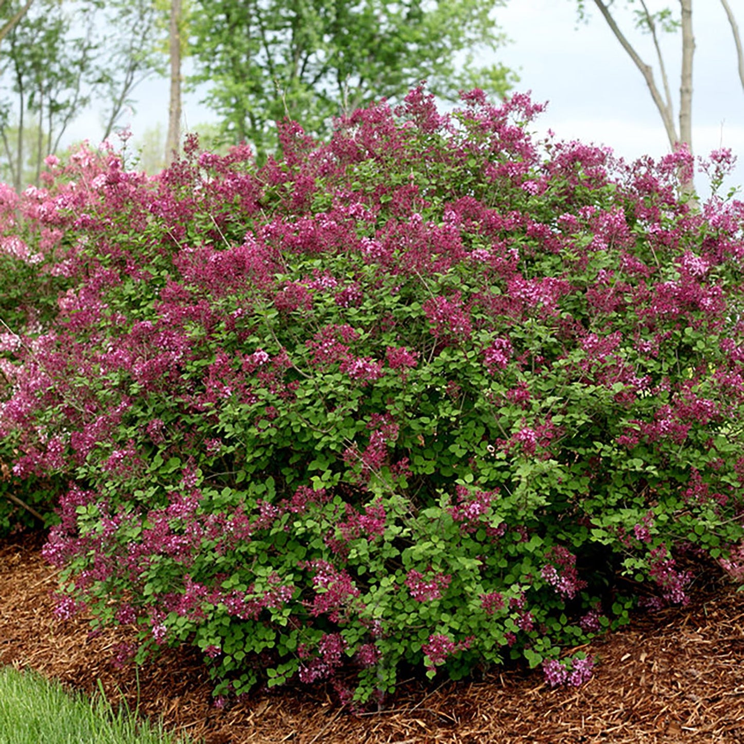 Bloomerang Dark Purple Reblooming Lilac