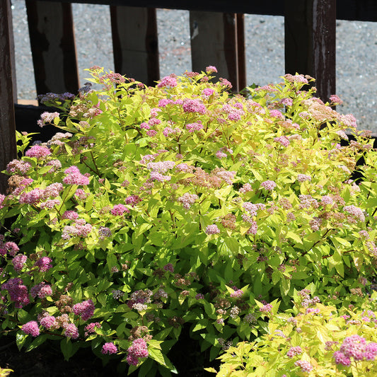 Gold Flame Spirea 2 Gallon