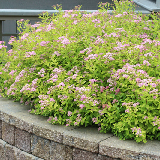 Gold Mound Spirea 2 Gallon