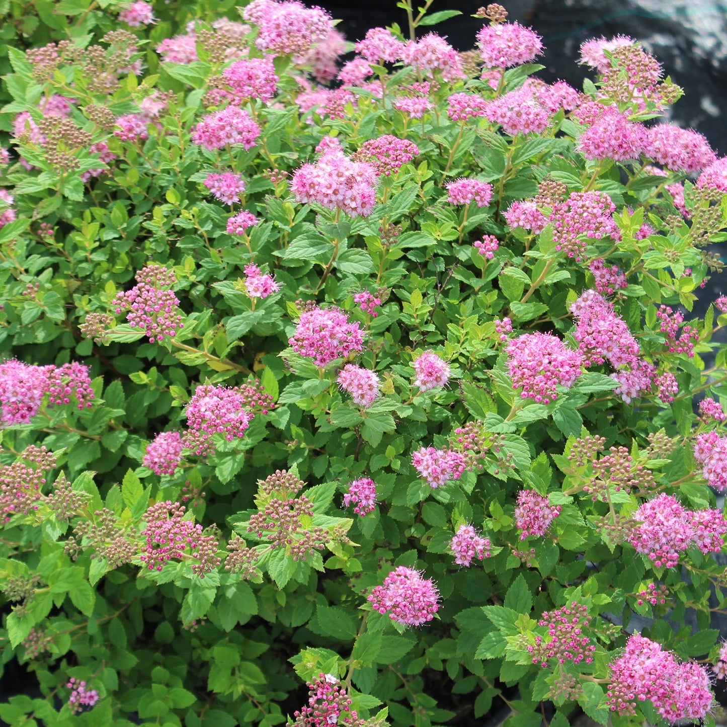 Little Princess Spirea