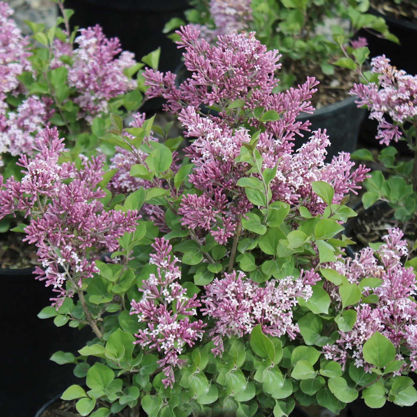 Dwarf Korean Lilac 2 Gallon