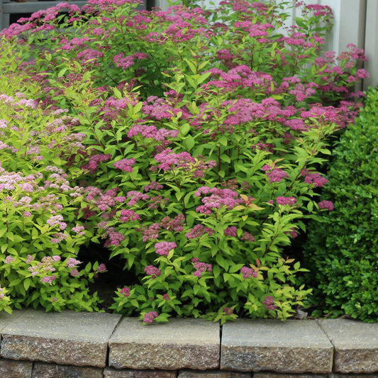 Neon Flash Spirea