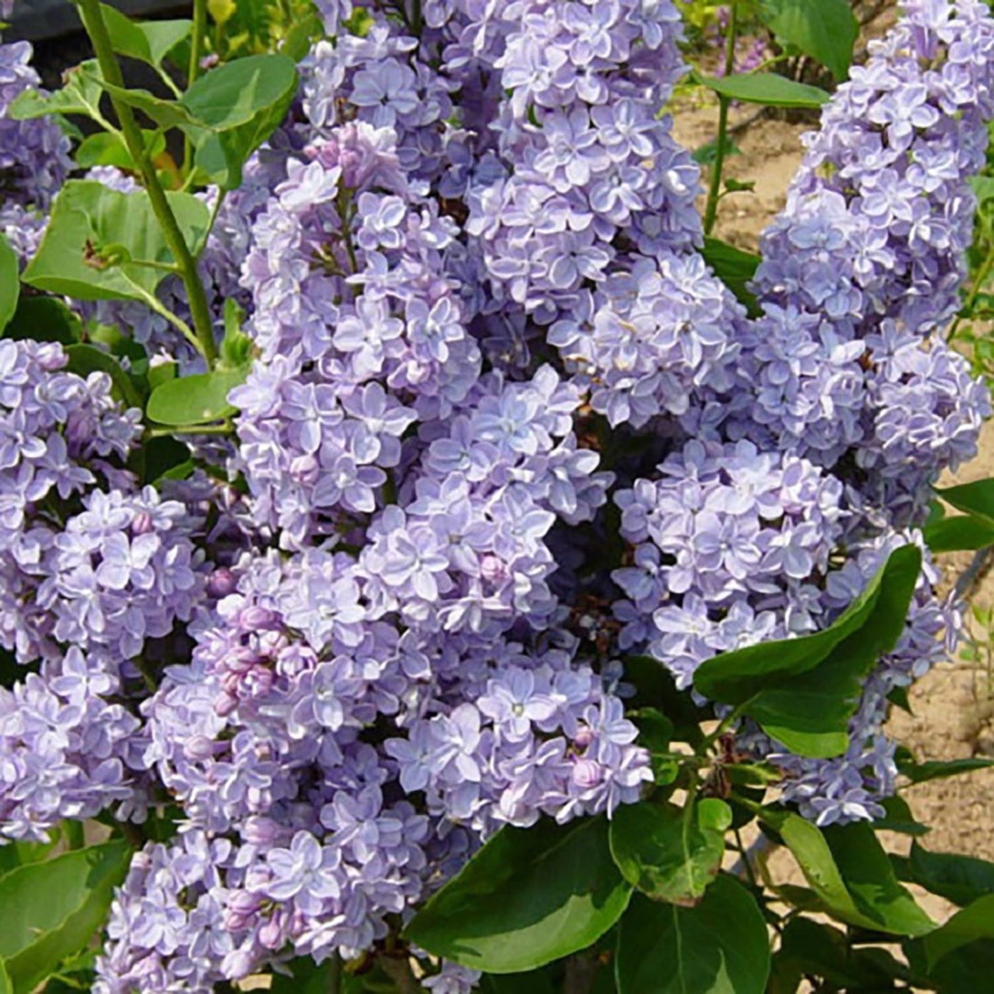 President Grevy French Hybrid Lilac