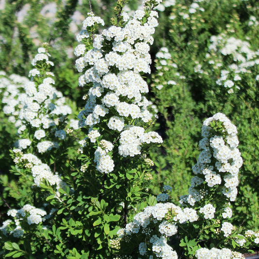 Snowmound Spirea 2 Gallon