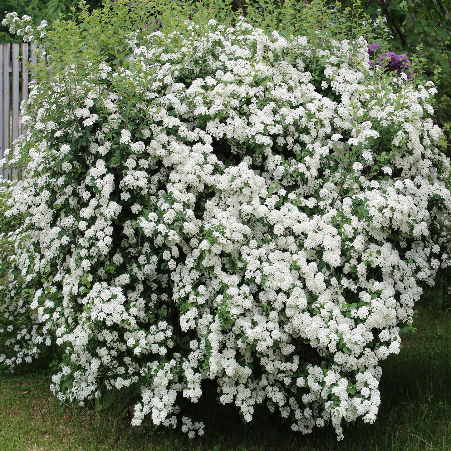 Bridalwreath Spirea 2 Gallon