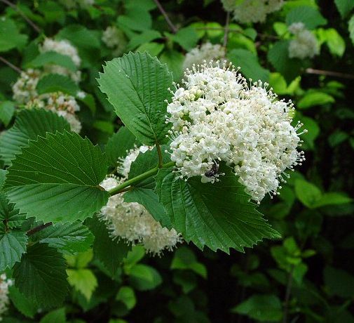 Arrow Wood Viburnum