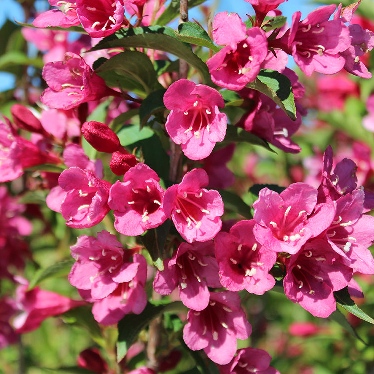 Red Prince Weigela