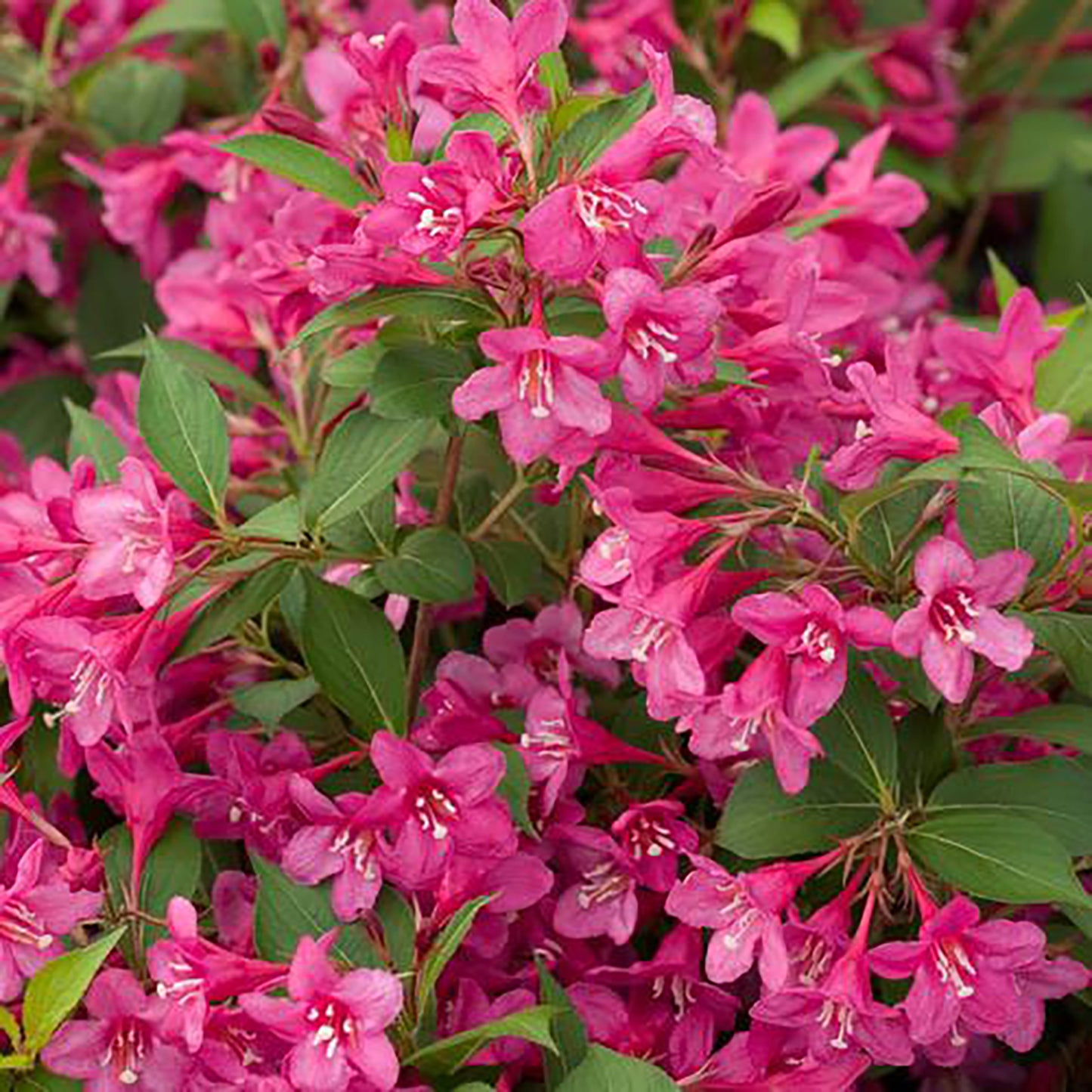 Pink Reblooming Weigela 2 Gallon