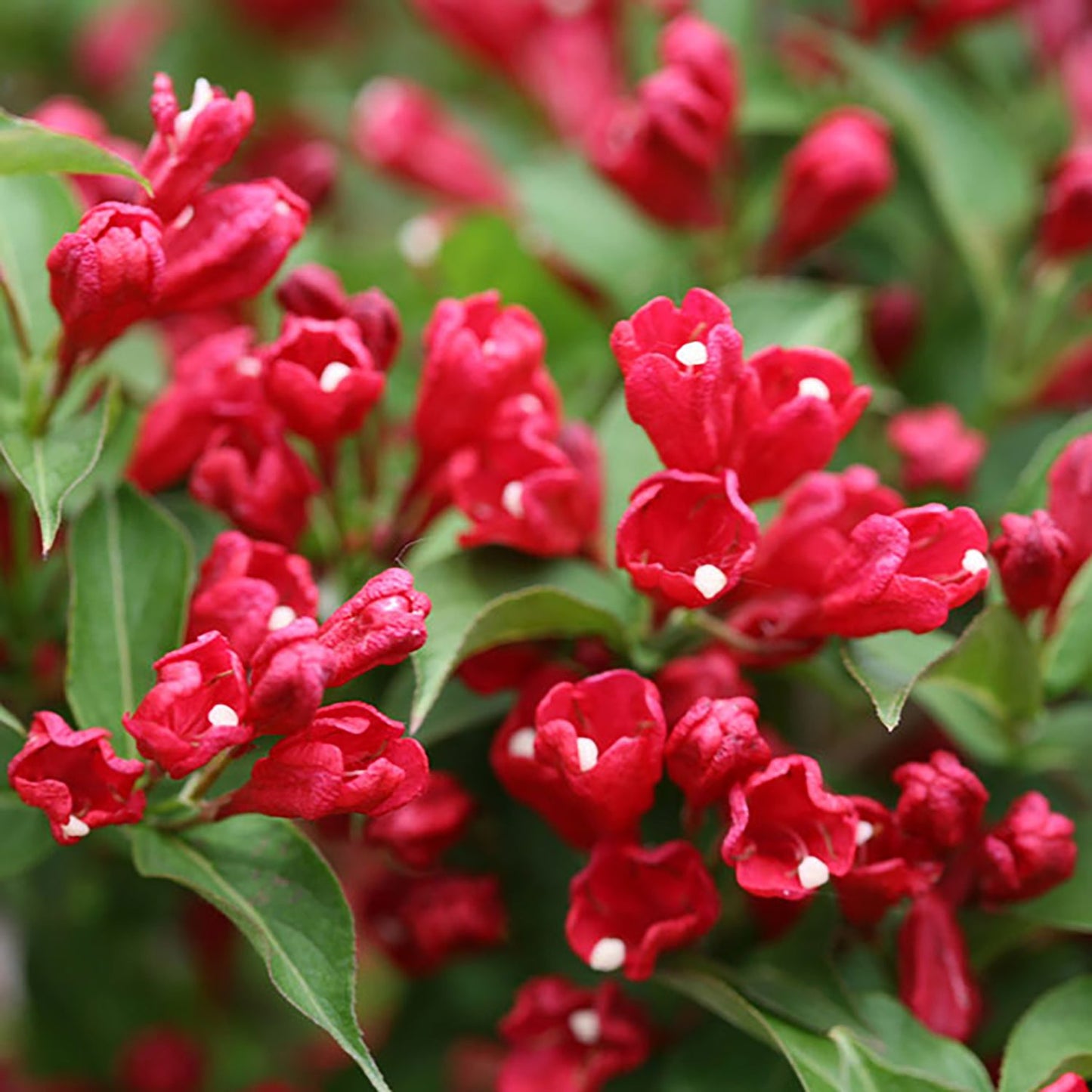 Pink Reblooming Weigela