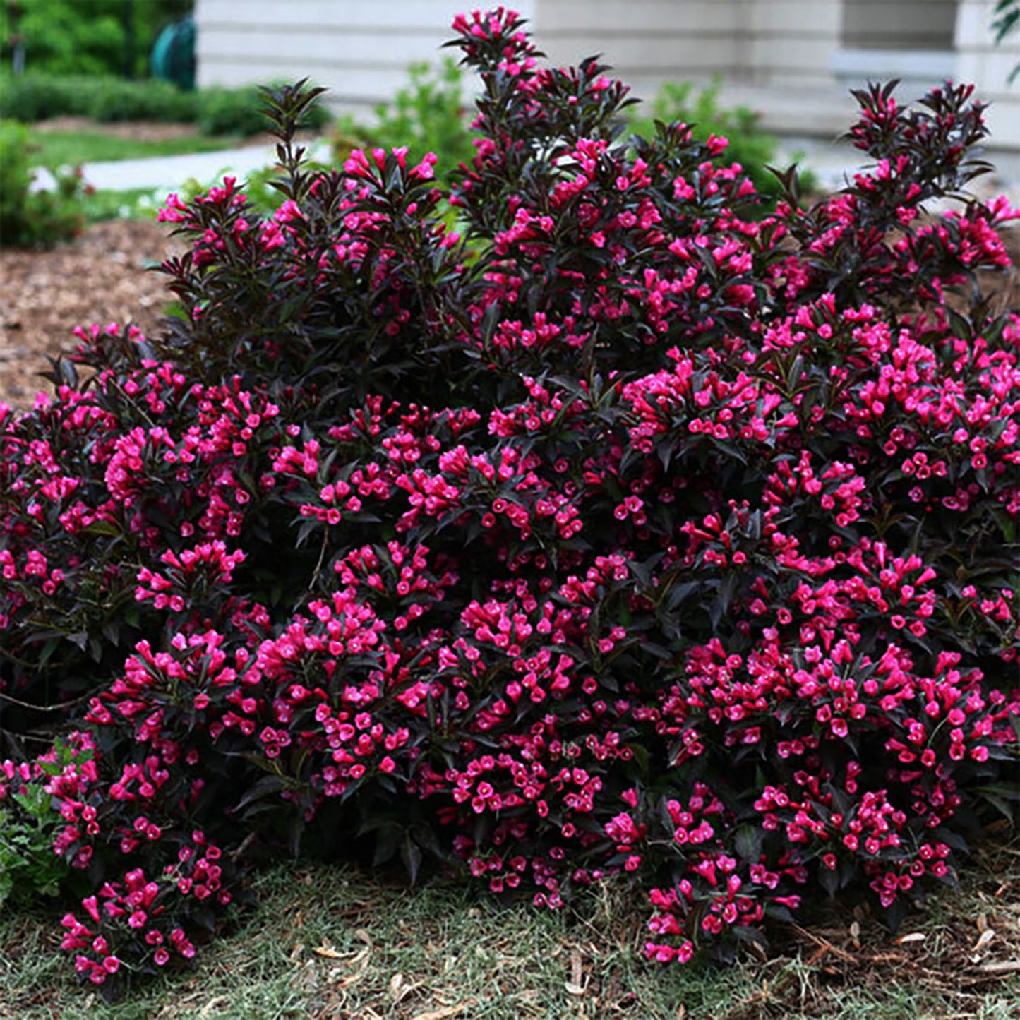 Spilled Wine-Weigela 2 Gallon