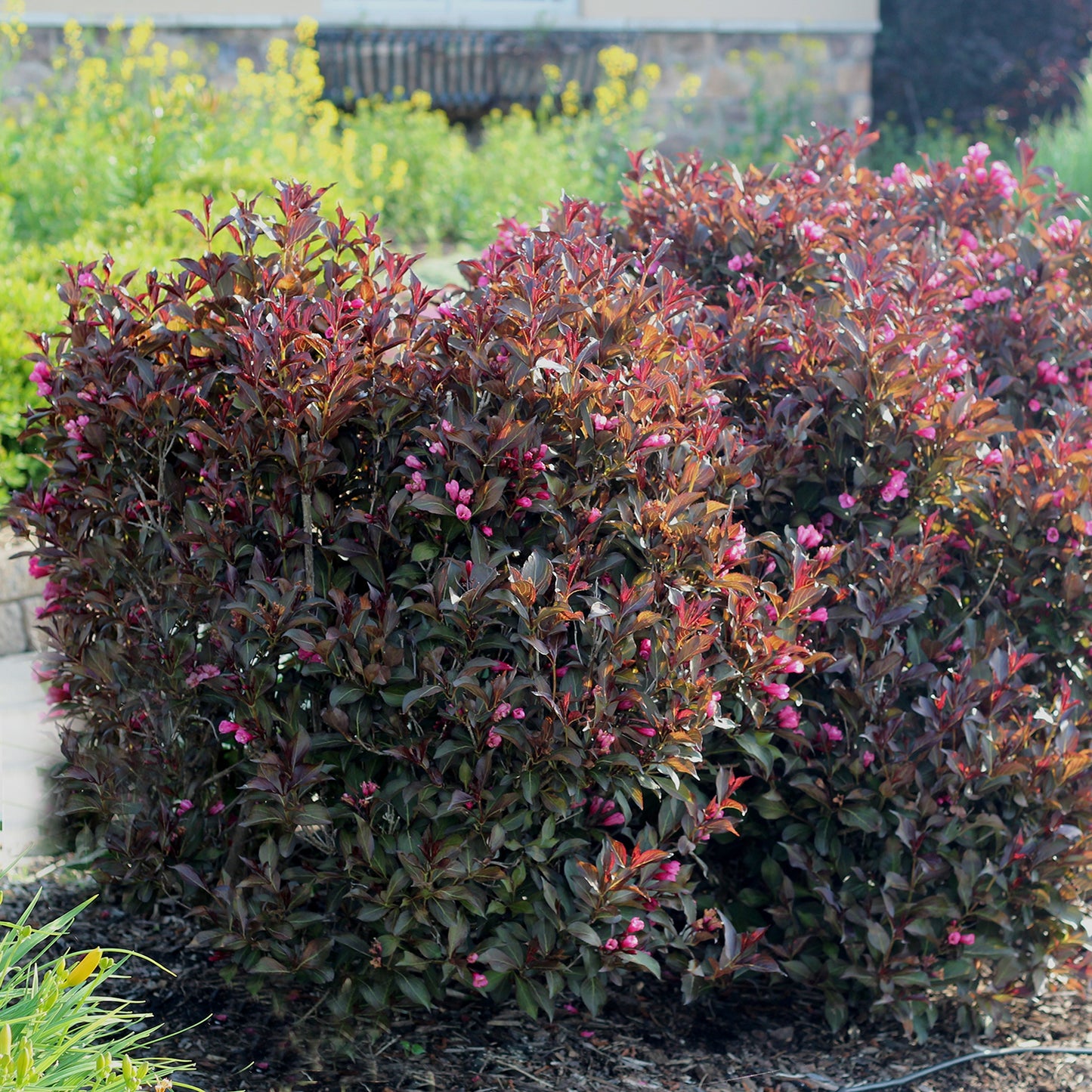 Wine & Roses Weigela 2 Gallon