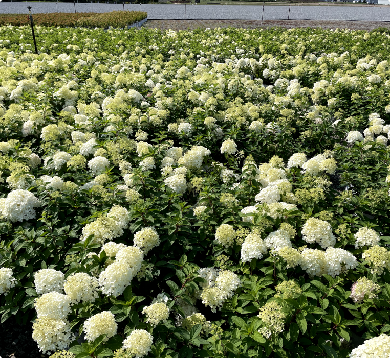 Incrediball Hydrangea