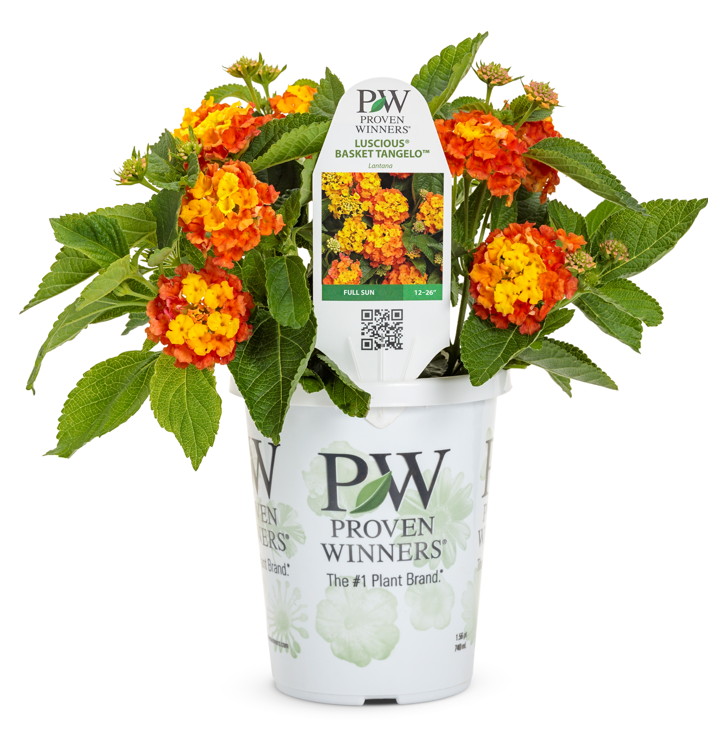 Lantana Luscious¨ Basket Tangeglow