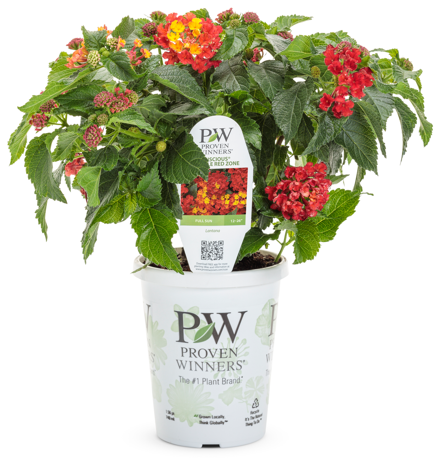 Lantana Luscious¨ Royale Red Zone