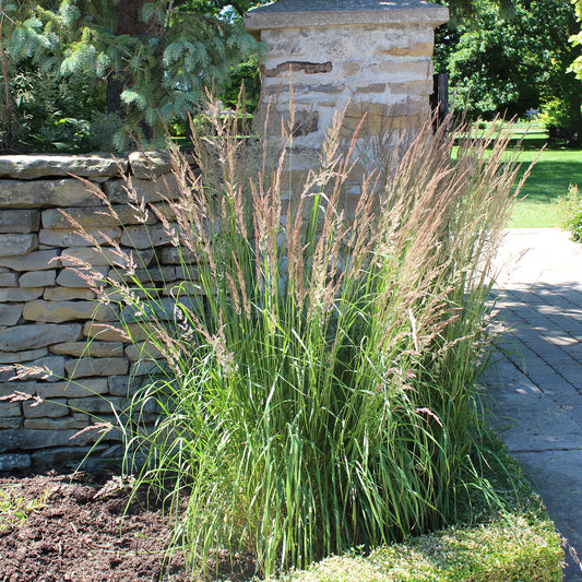 Karl Foerster Reed Grass 2 Gallon