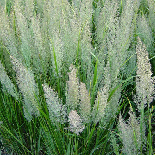 Korean Feather Reed Grass 1 Gallon