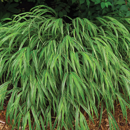 Albo-Striata Hakone Grass 1 Gallon