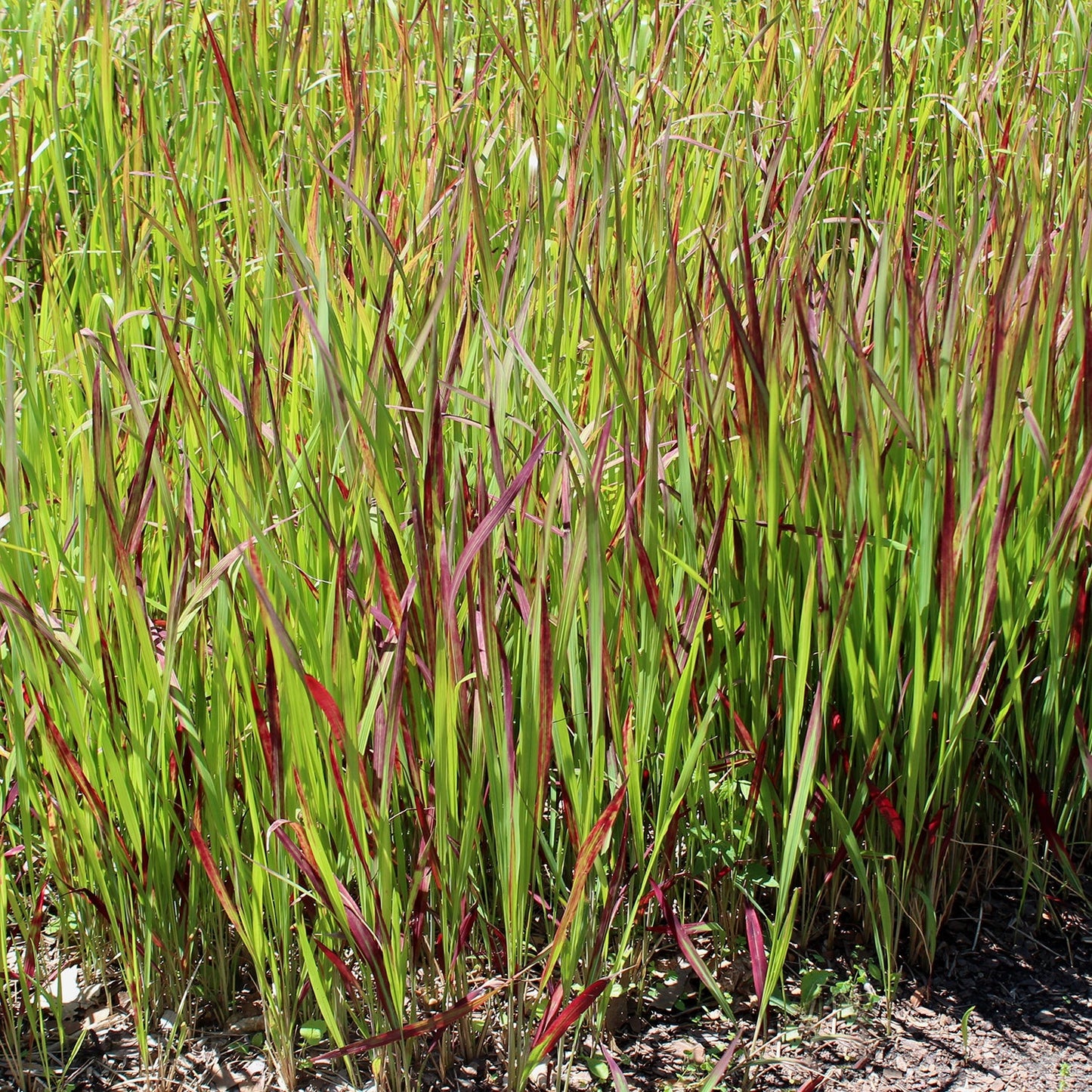 Japanese Blood Grass