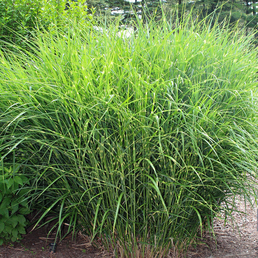 Dwarf Zebra Grass 1 Gallon