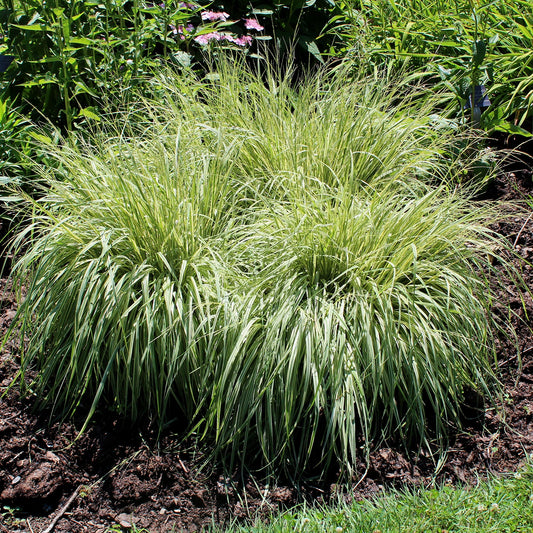 Variegated Moor Grass