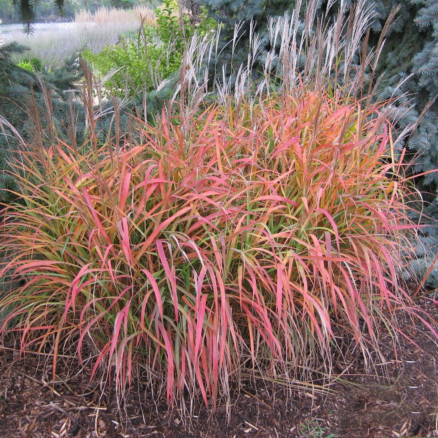 Flame Grass/Purple Silver Grass