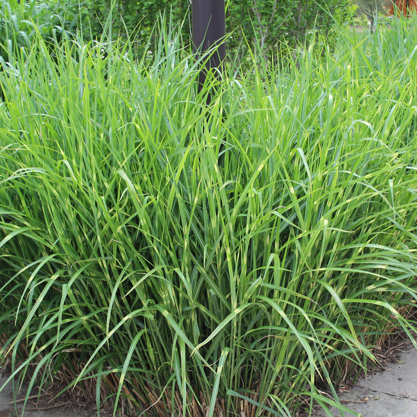 Porcupine Grass 1 Gallon