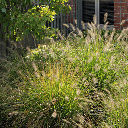 Hameln Fountain Grass 1 Gallon