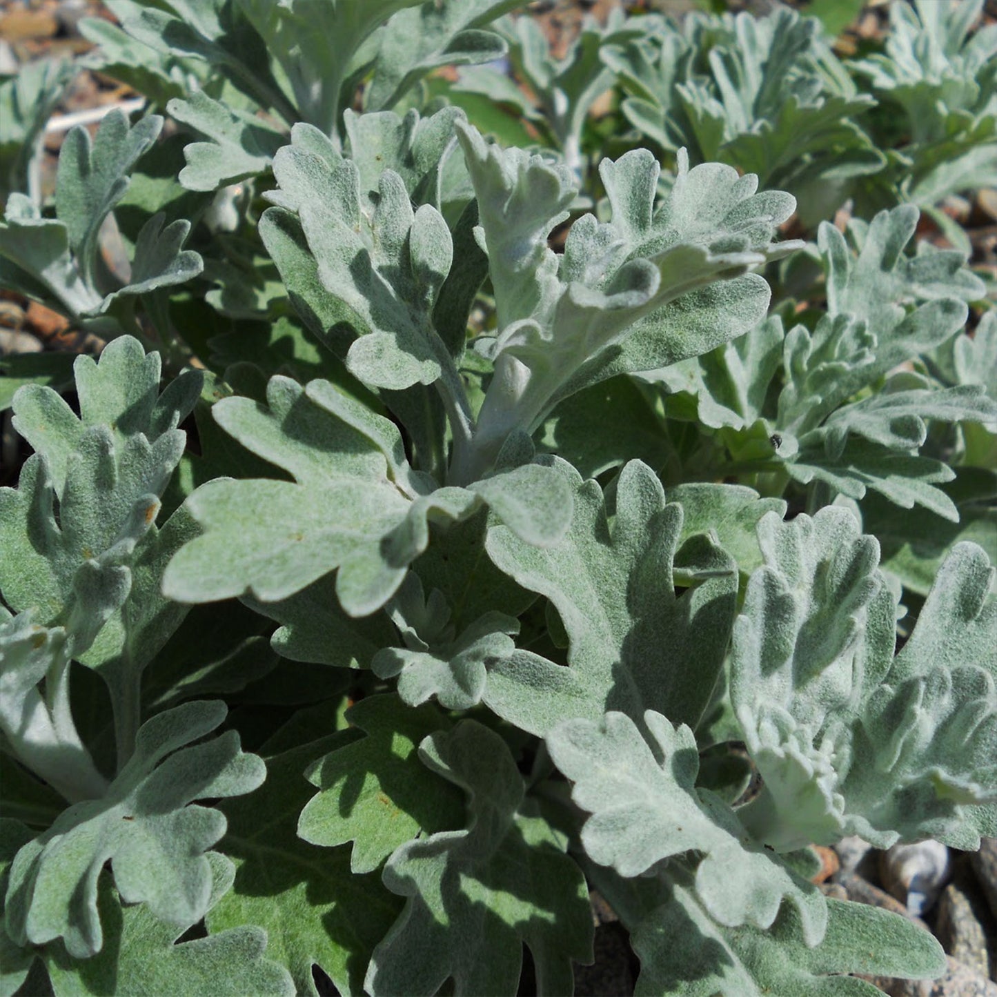 Dusty Miller Artemesia 1 Gallon