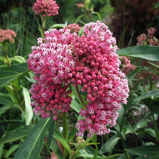 Cinderella Swamp Milkweed 1 Gallon