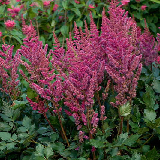 Visions in Pink False Spirea