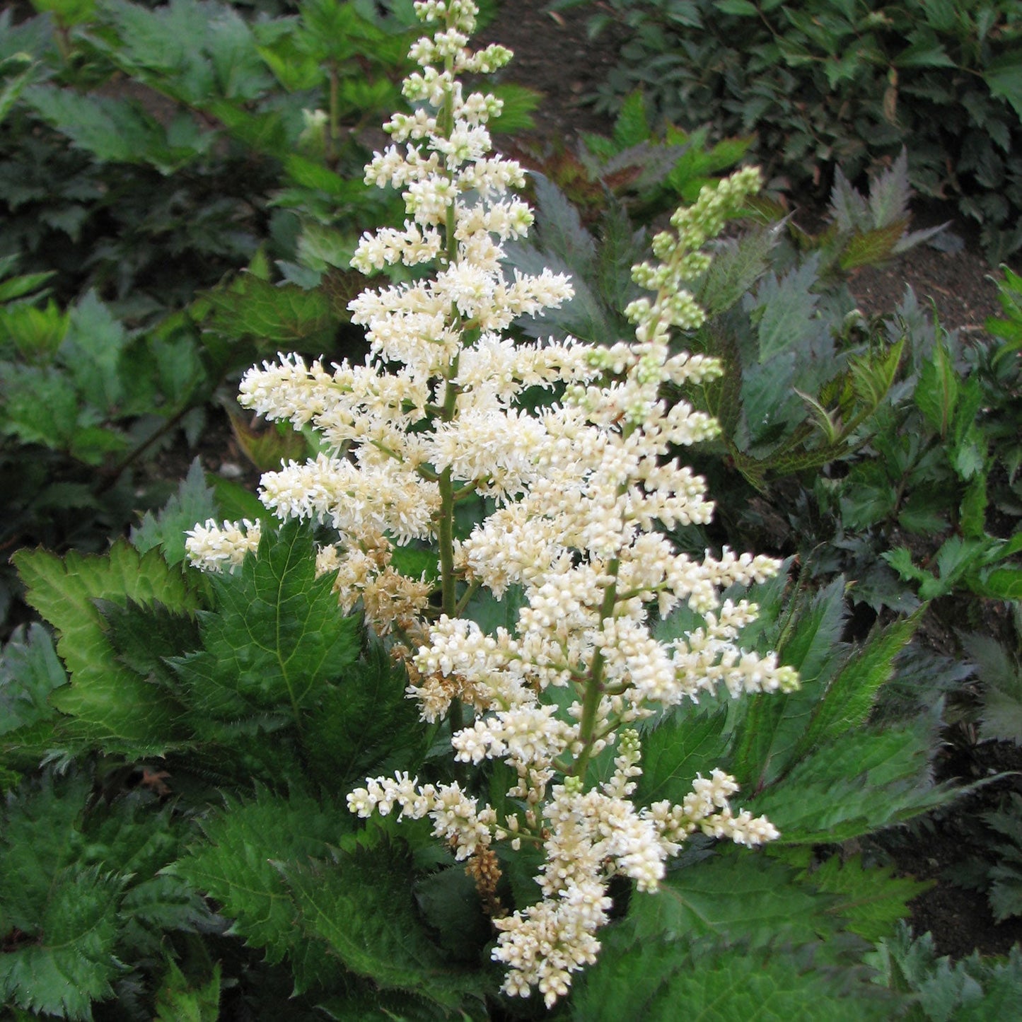 Visions in White False Spirea