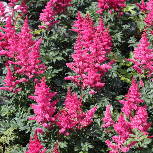 Younique Carmine False Spirea 2 Gallon