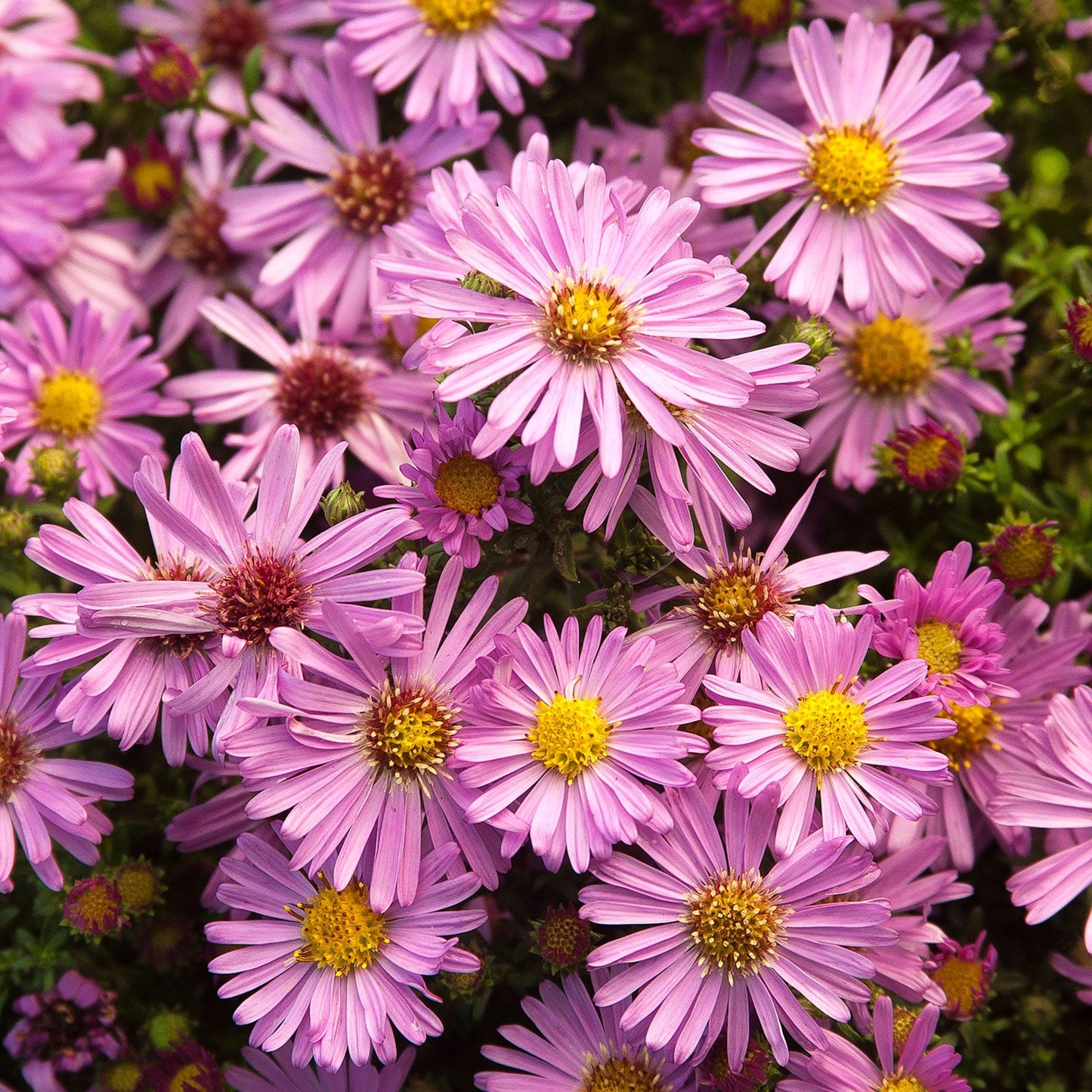 Wood's Pink Alpine Aster