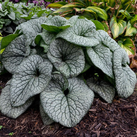 Queen of Hearts Siberian Bugloss 1 Gallon