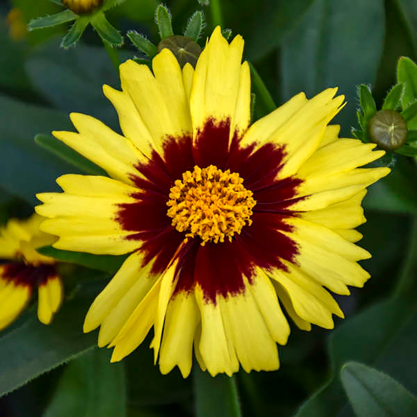 Yellow & Red Tickseed 1 Gallon