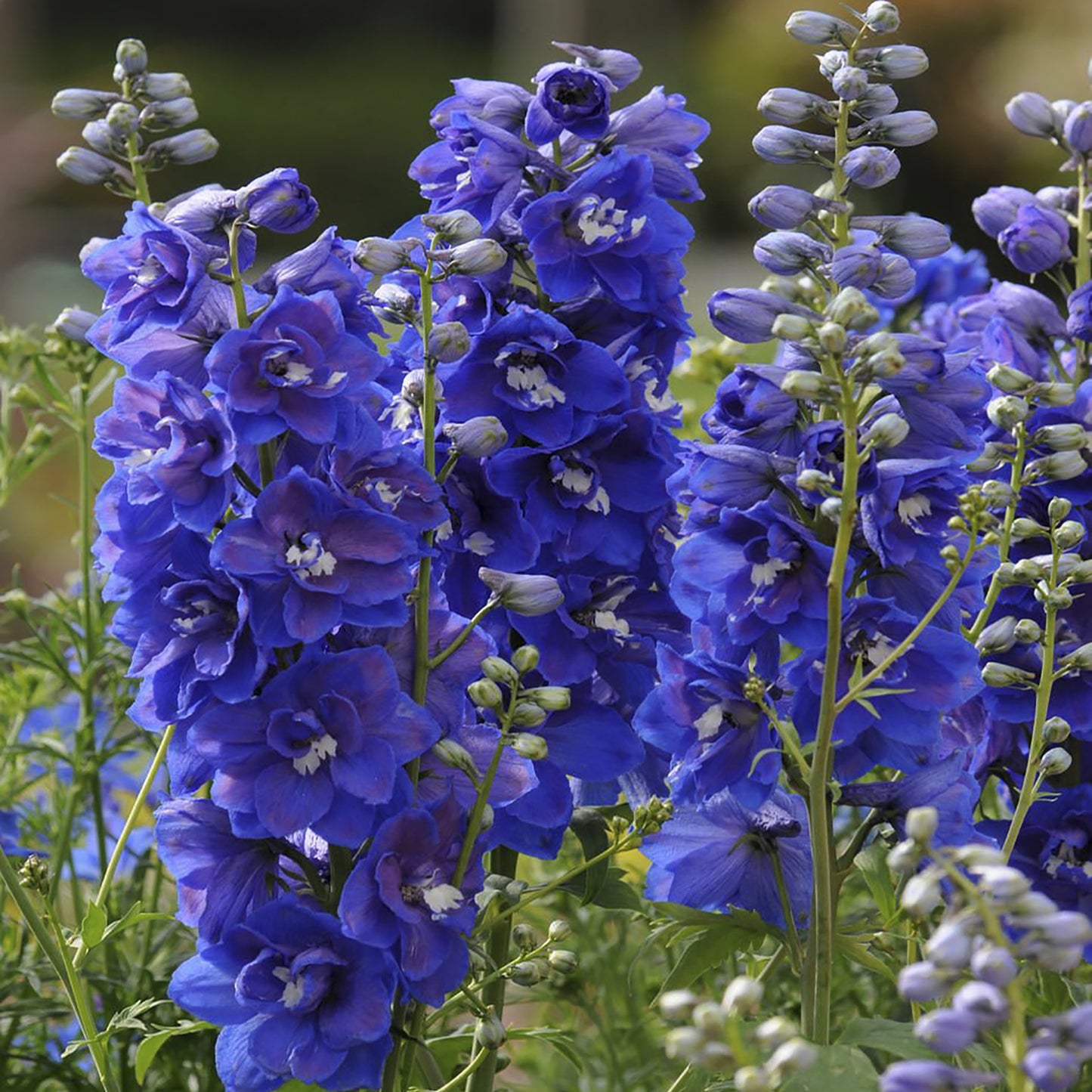 Dasante Blue Larkspur 1 Gallon