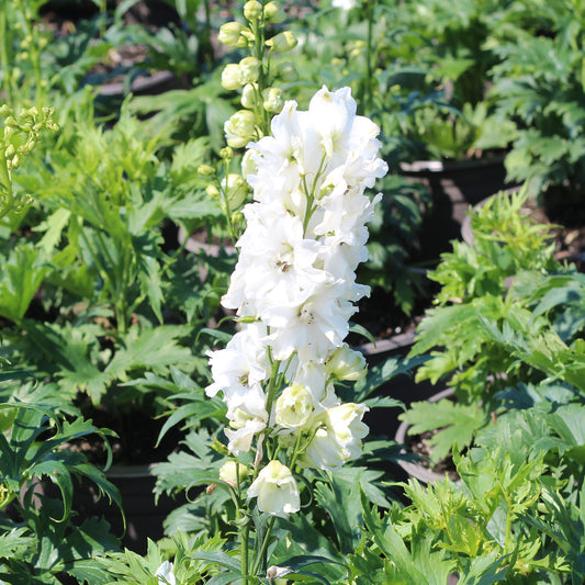 Guardian White Larkspur 1 Gallon