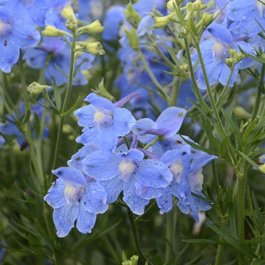 Summer Blues Larkspur 1 Gallon