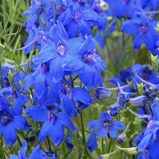 Summer Nights Larkspur 1 Gallon