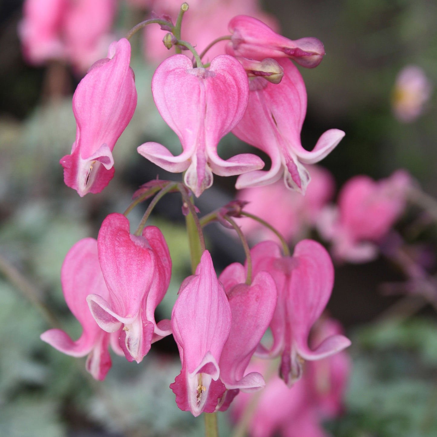 King of Hearts Bleeding Heart 1 Gallon