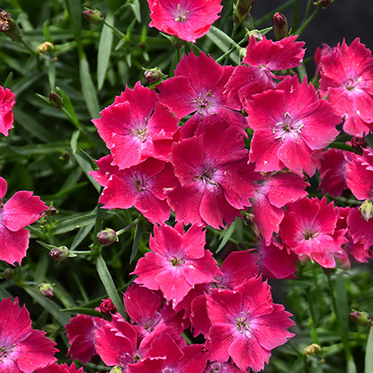 Kahori - Scarlet Pinks 1 Gallon