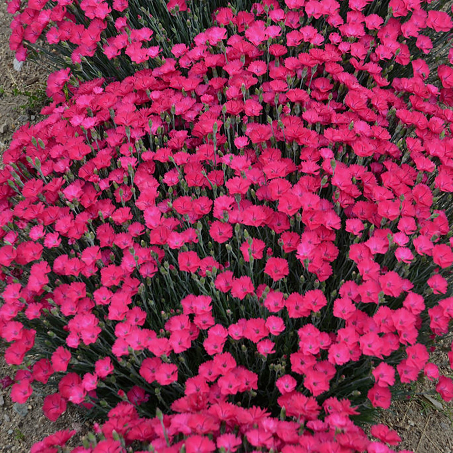 Magenta Pinks 1 Gallon