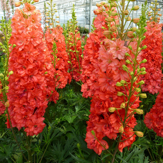 Red Lark Larkspur 1 Gallon