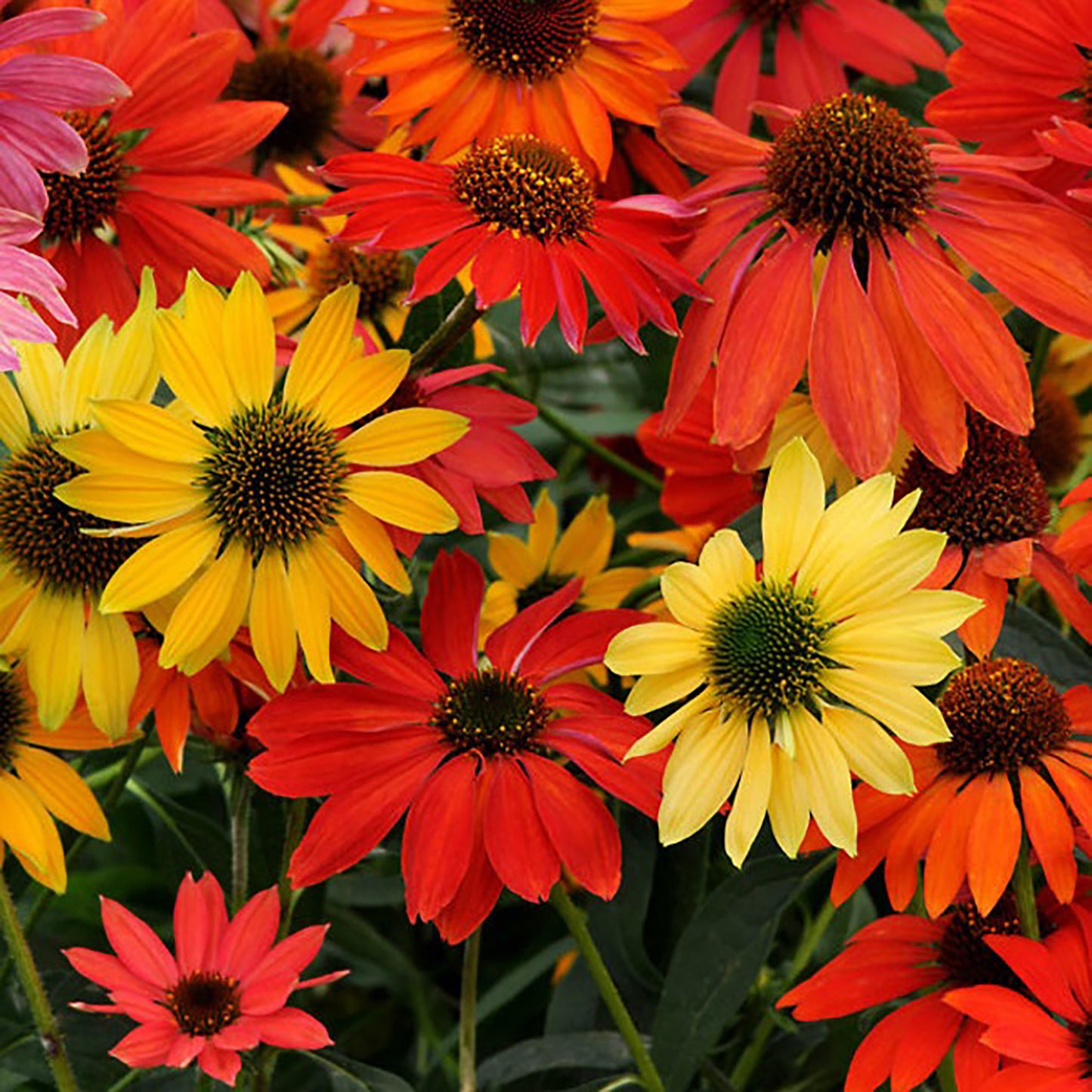 Cheyenne Spirit Coneflower