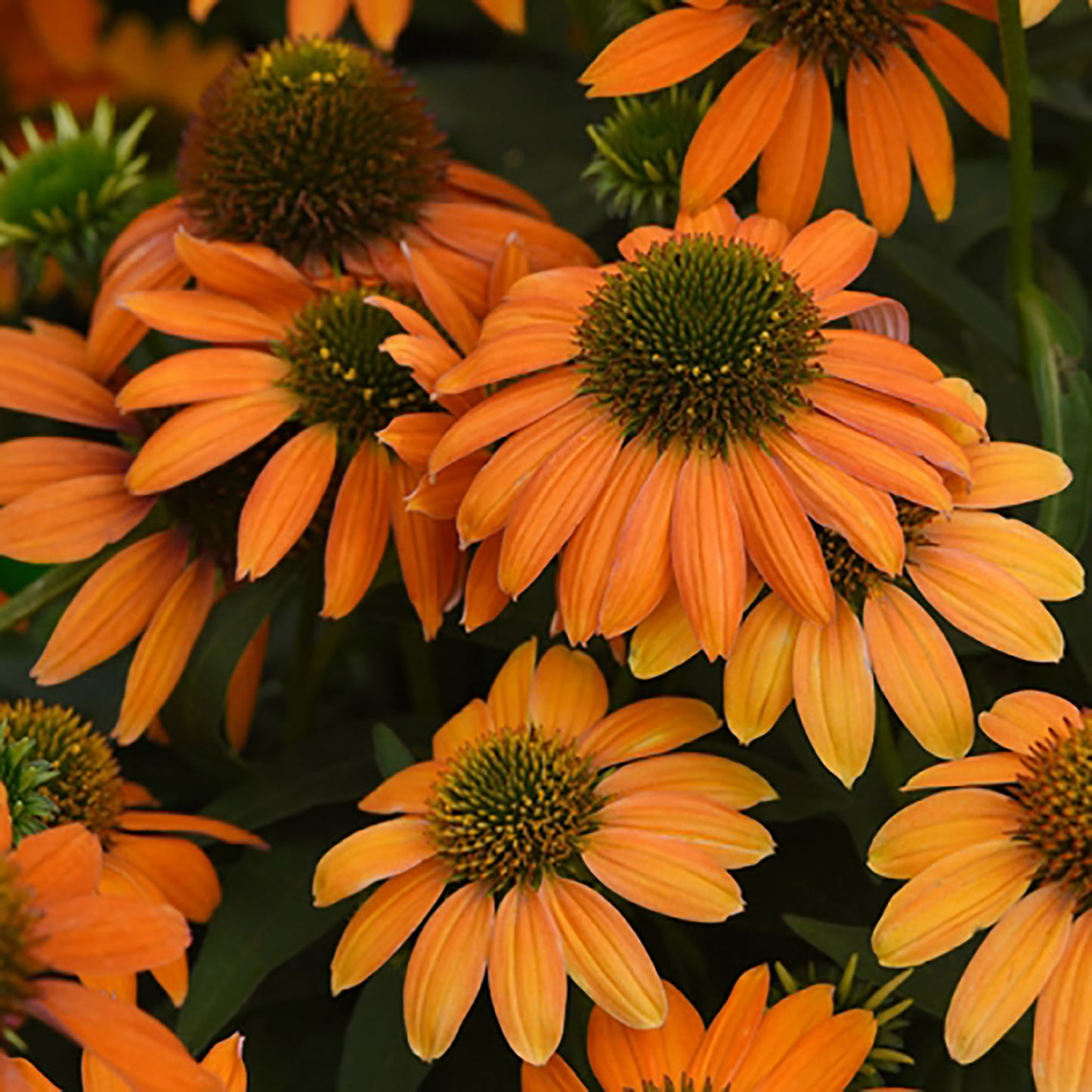 Soft Orange Coneflower 1 Gallon