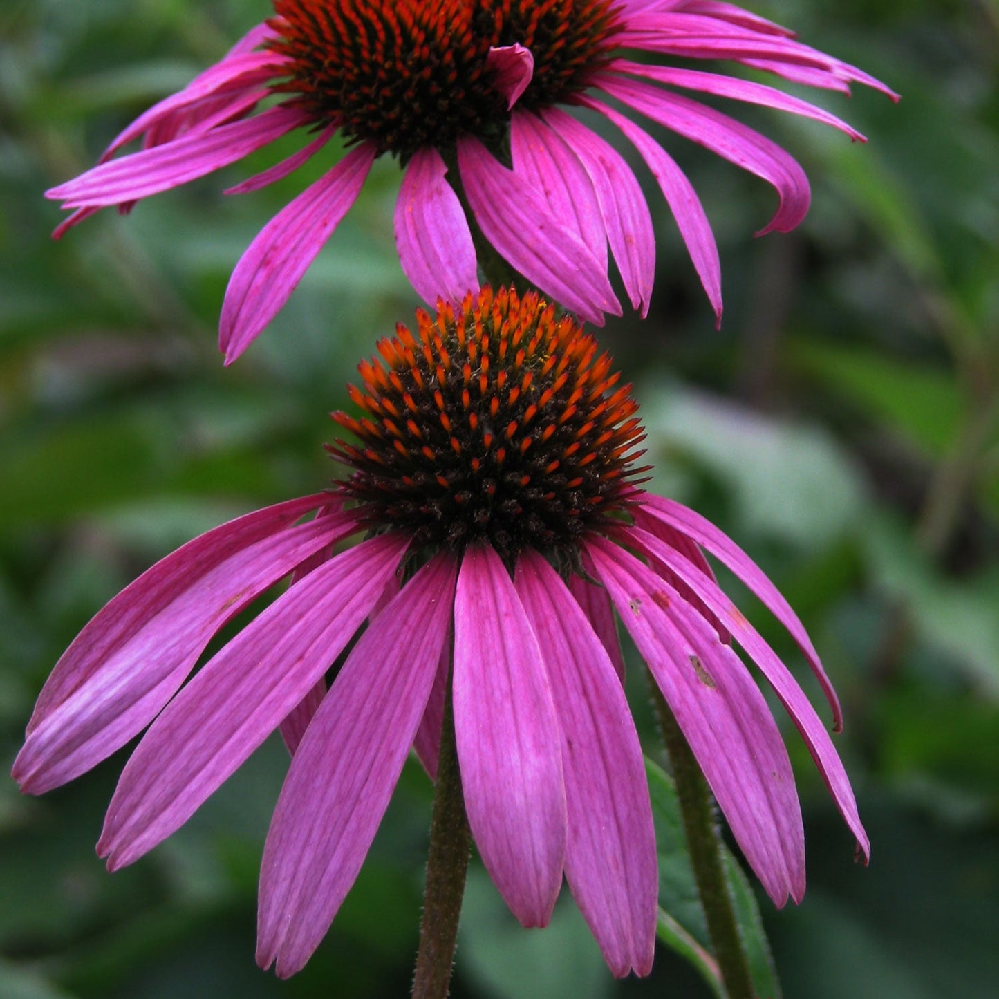 Magnus Coneflower