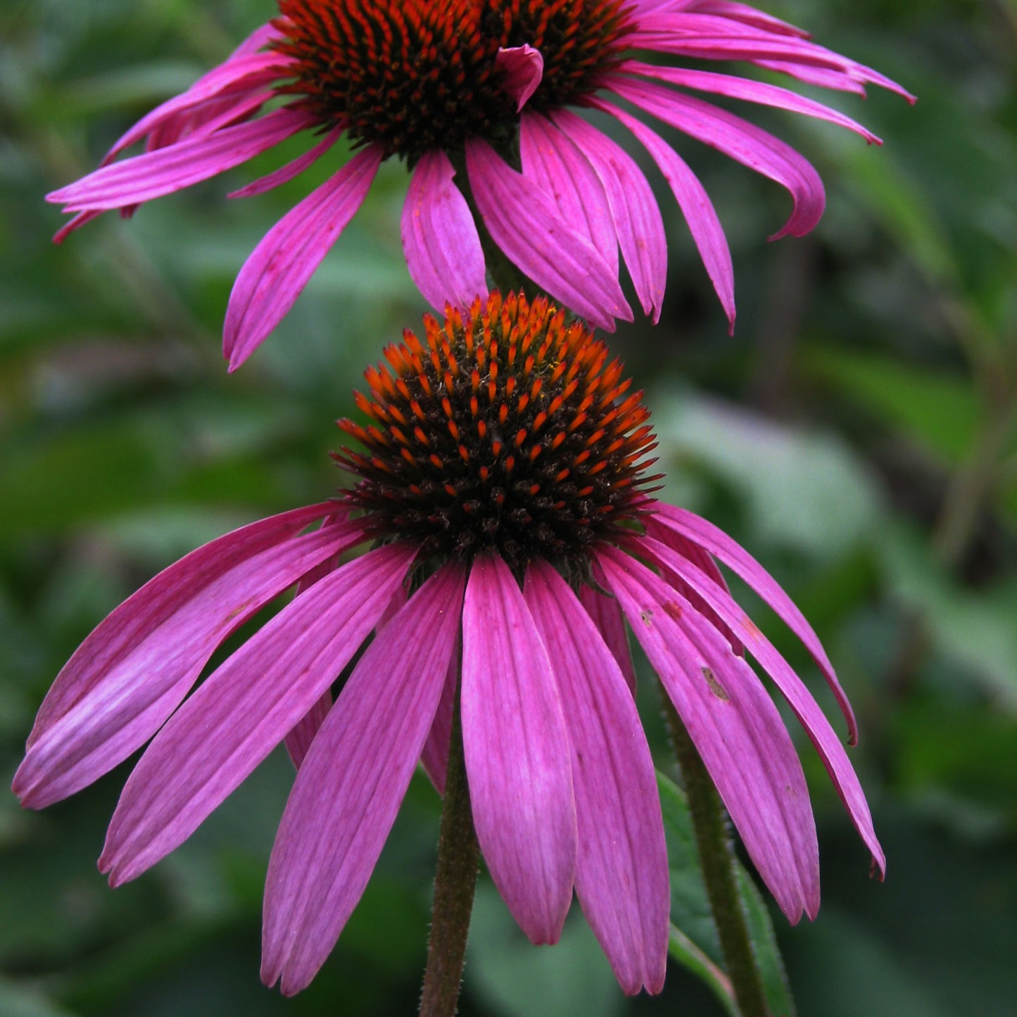 Magnus Coneflower 1 Gallon