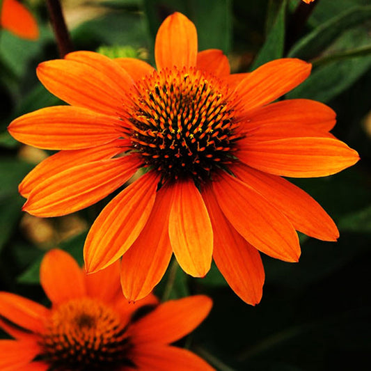 Adobe Orange Coneflower 1 Gallon