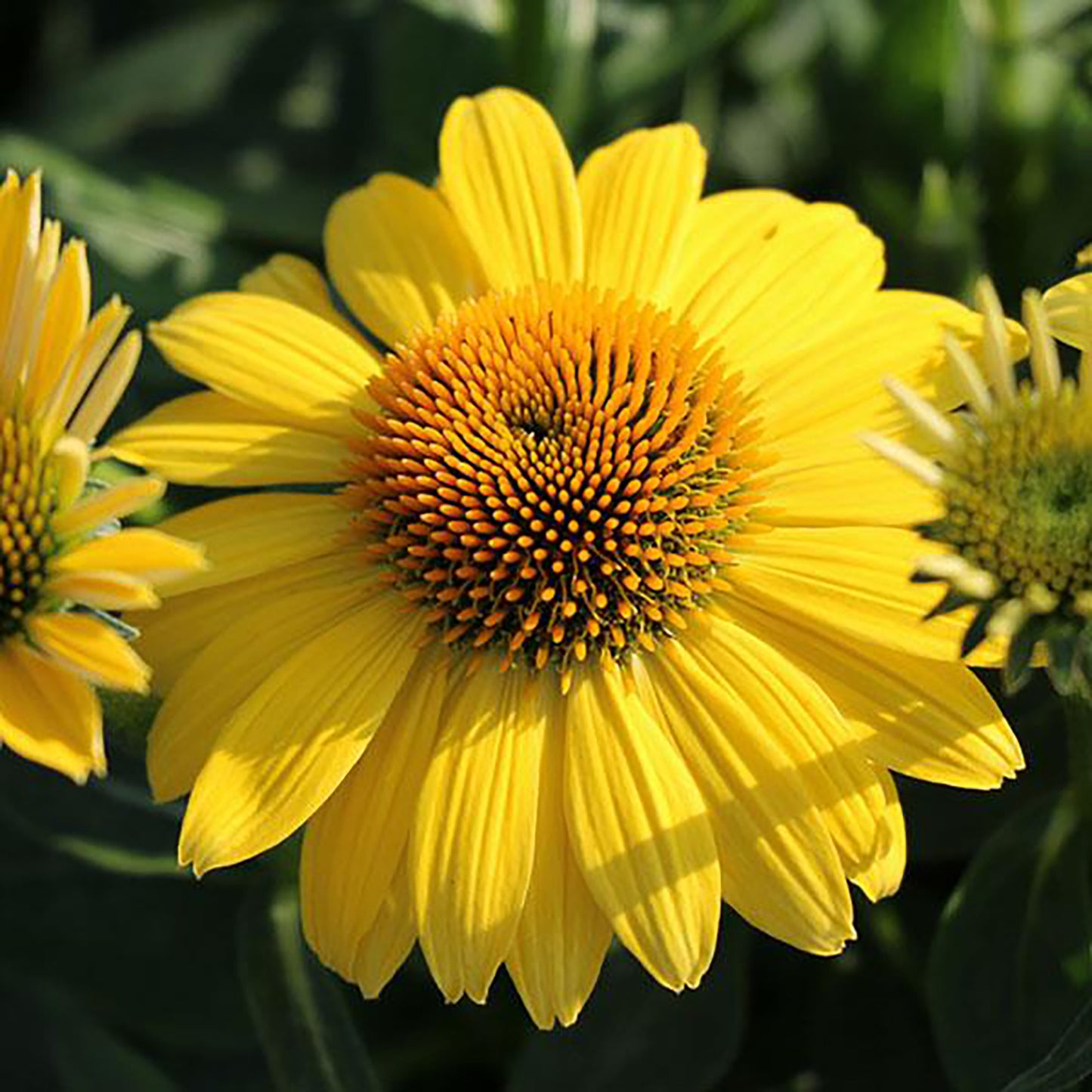 Lemon Yellow Improved Coneflower 1 Gallon