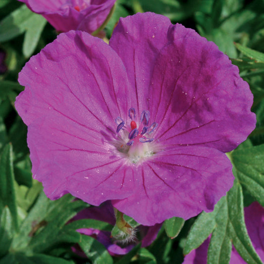 New Hampshire Purple Cranesbill 1 Gallon